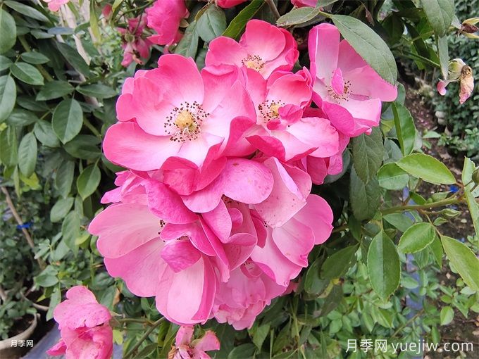 月季熬不過夏天，夏季月季如何養(yǎng)護？(圖2)