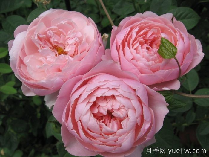 安妮克城堡月季，花姿優(yōu)雅，色彩迷人(圖2)