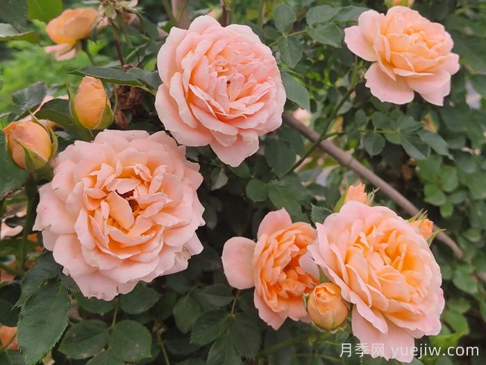 怎樣使盆栽月季交替開花？通過花期調(diào)控(圖1)