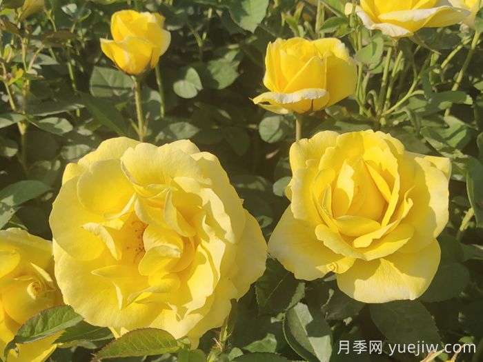 金鳳凰月季的優(yōu)缺點是什么？(圖2)