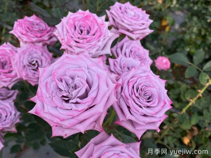 紫色年華月季(圖1)